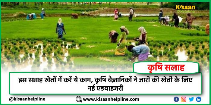 इस सप्ताह खेतों में करें ये काम, कृषि वैज्ञानिकों ने जारी की खेती के लिए नई एडवाइजरी